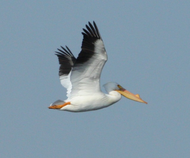 American White Pelican