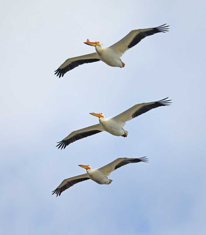 American White Pelican