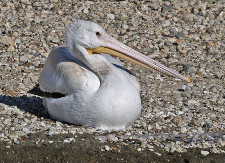 American White Pelican photo #1