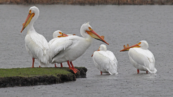 American White Pelican photo #1