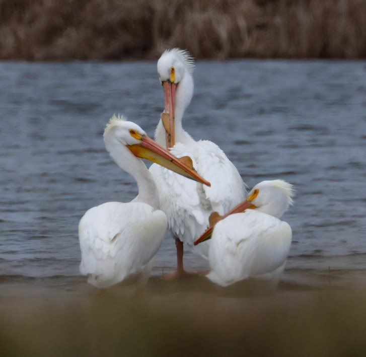 American White Pelican