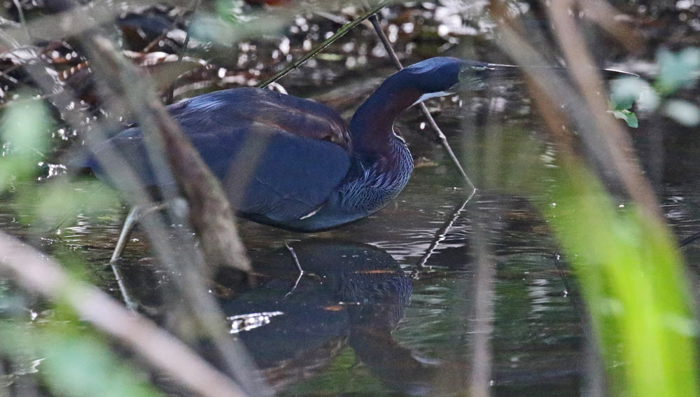 Agami Heron
