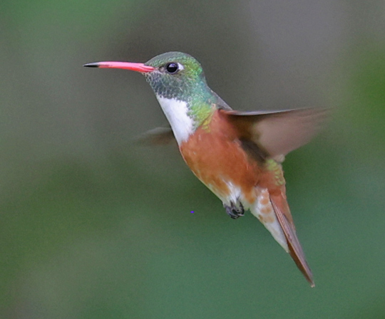 Amazilia Hummingbird