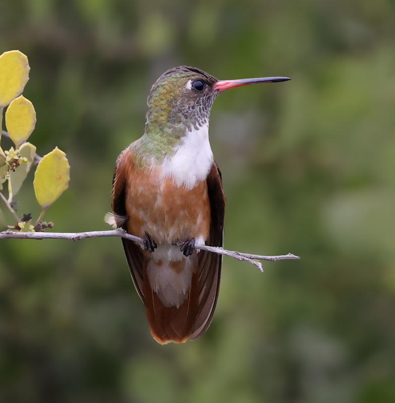 Amazilia Hummingbird