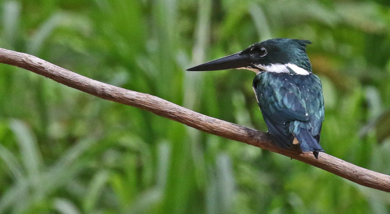 Amazon Kingfisher