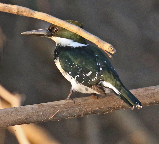 Amazon Kingfisher
