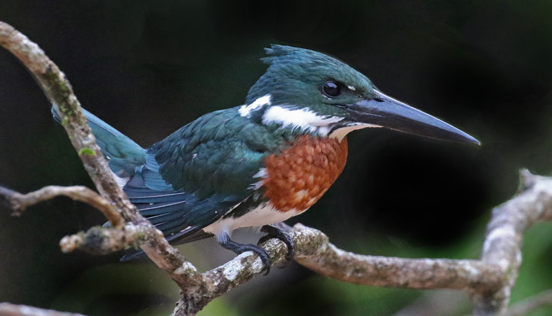 Amazon Kingfisher