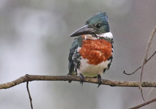 Amazon Kingfisher