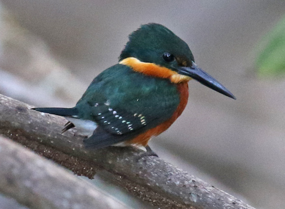American Pygmy Kingfisher