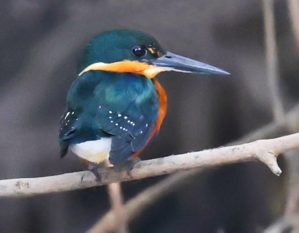 American Pygmy Kingfisher