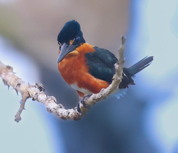 American Pygmy Kingfisher