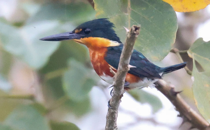 American Pygmy Kingfisher