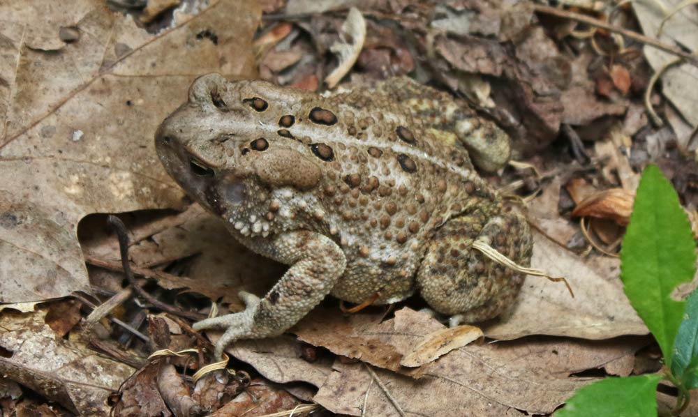 American Toad