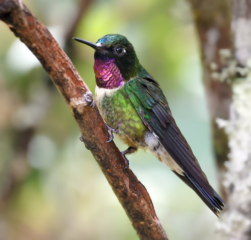 Amethyst-throated Sunangel