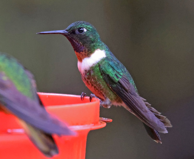 Amethyst-throated Sunangel