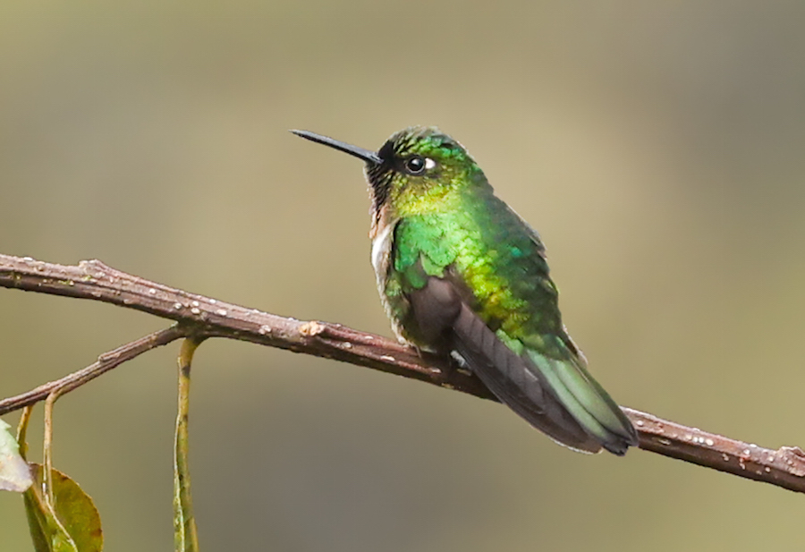 Amethyst-throated Sunangel