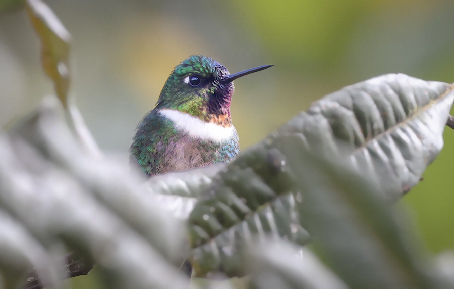 Amethyst-throated Sunangel