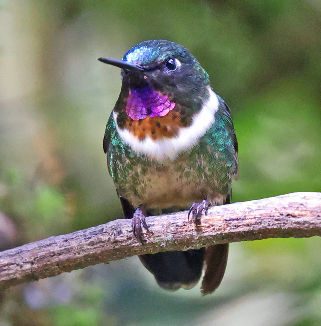 Amethyst-throated Sunangel