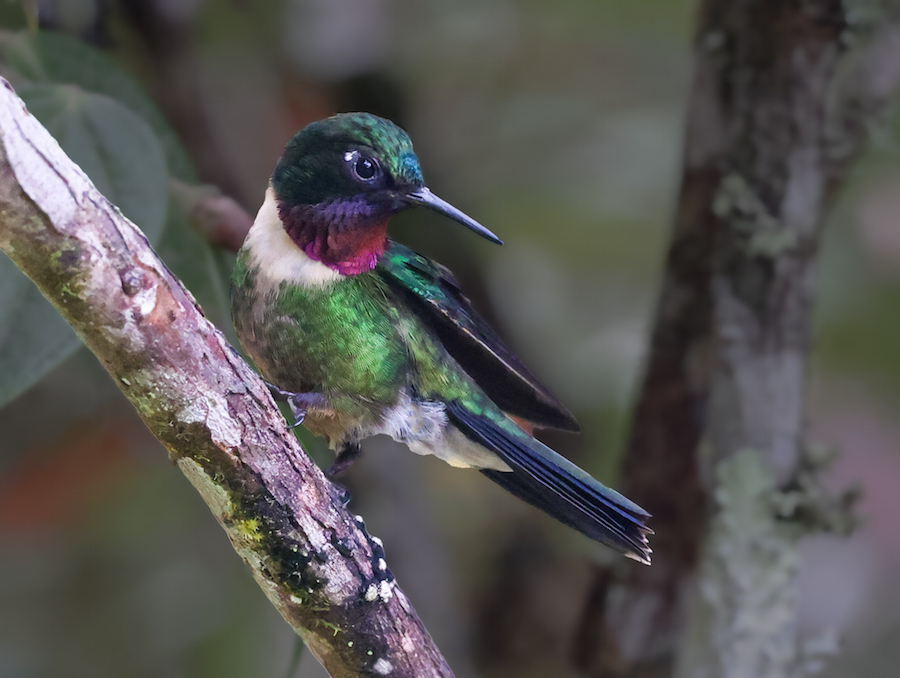 Amethyst-throated Sunangel