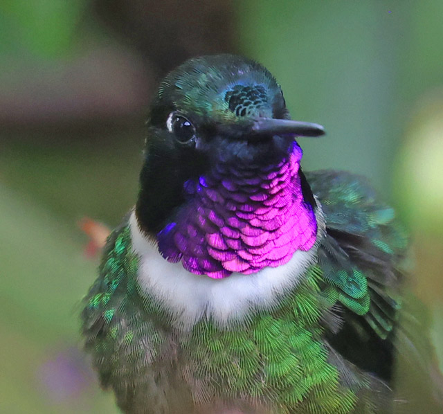 Amethyst-throated Sunangel
