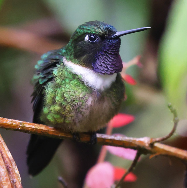 Amethyst-throated Sunangel