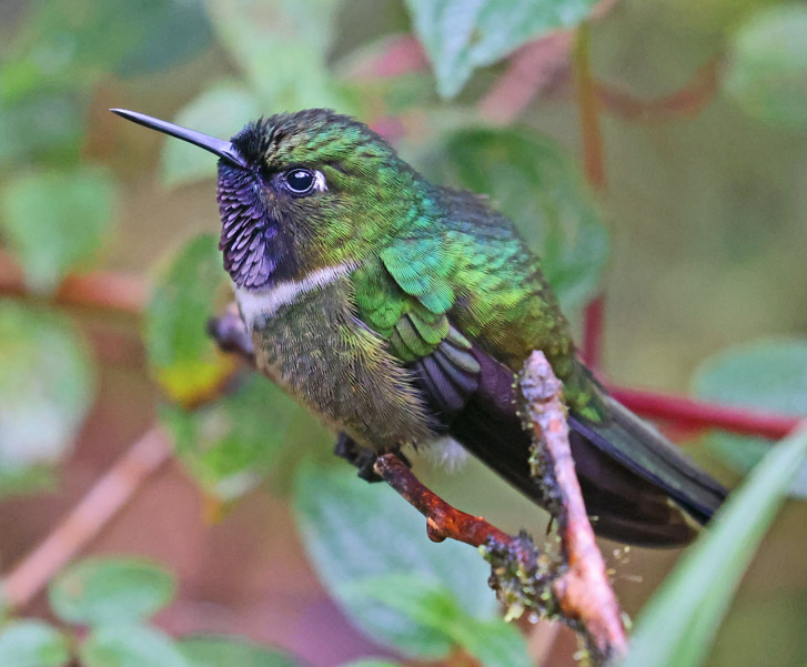 Amethyst-throated Sunangel
