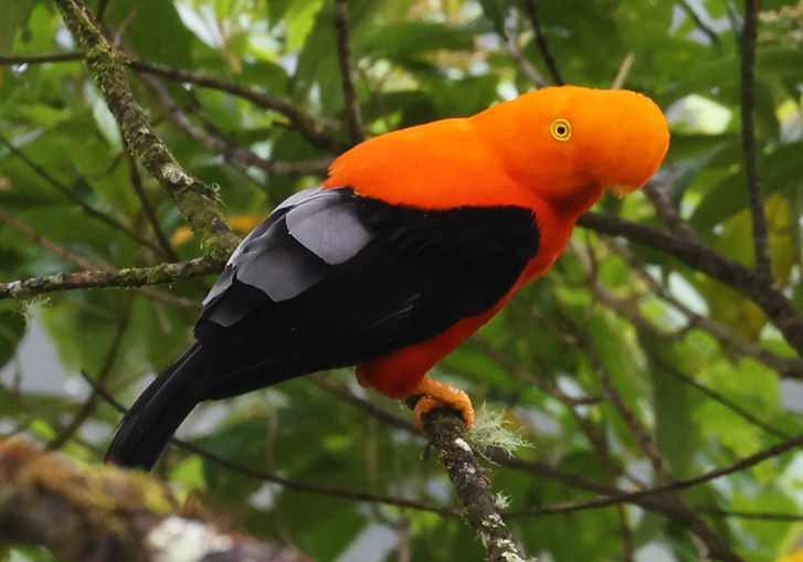 Andean Cock-of-the-rock