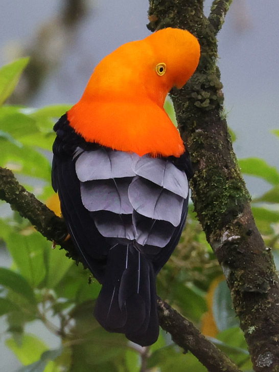 Andean Cock-of-the-rock