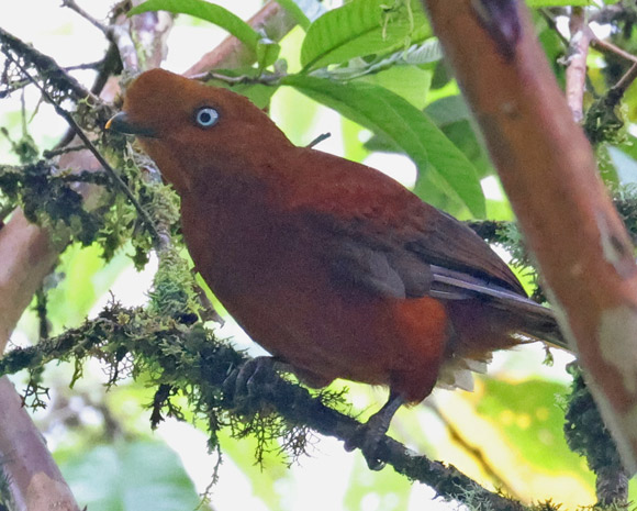 Andean Cock-of-the-rock