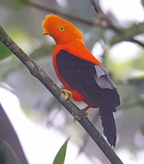 Andean Cock-of-the-rock (eastern race)