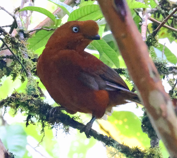 Andean Cock-of-the-rock