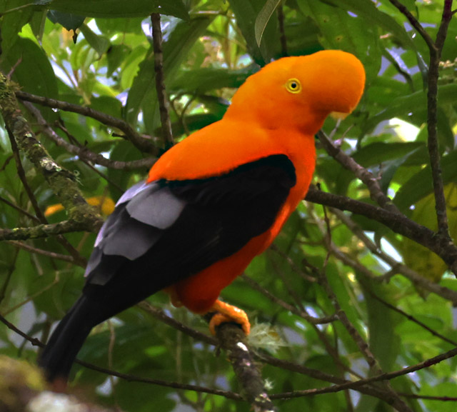 Andean Cock-of-the-rock
