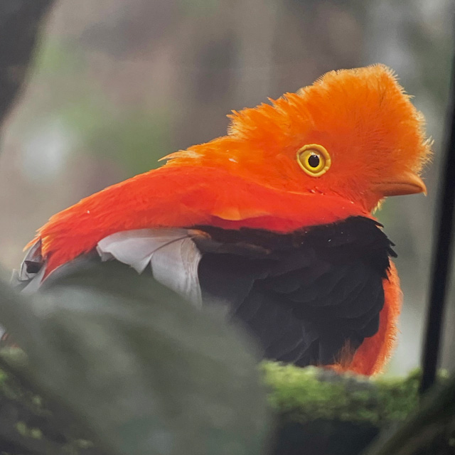 Andean Cock-of-the-rock (eastern race)