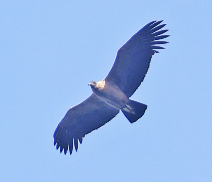 Andean Condor (immature)