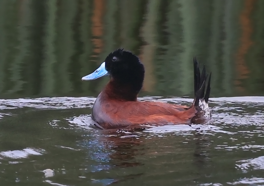 Andean Duck