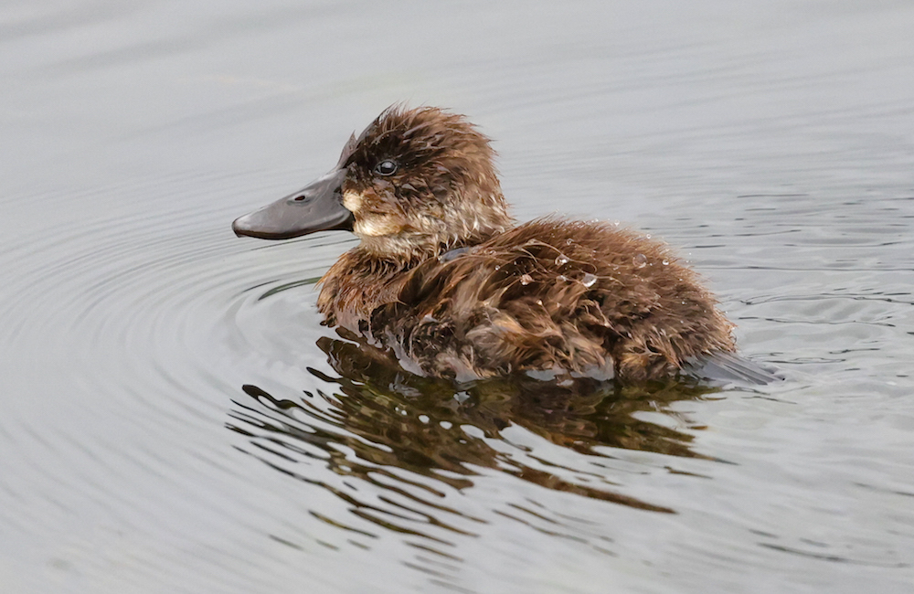 Andean Duck