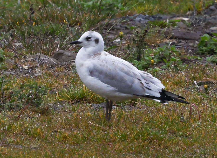 Andean Gull