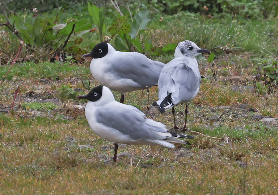 Andean Gull