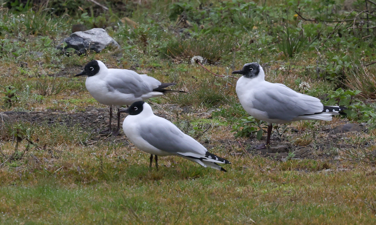 Andean Gull