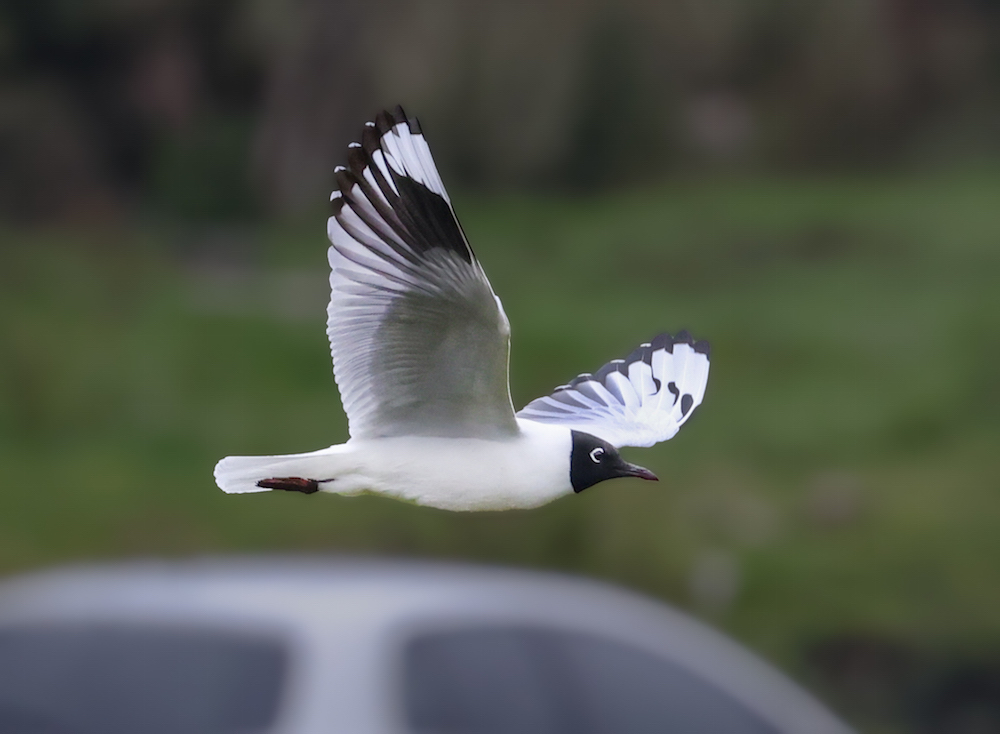 Andean Gull