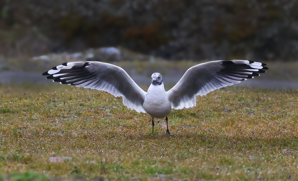 Andean Gull