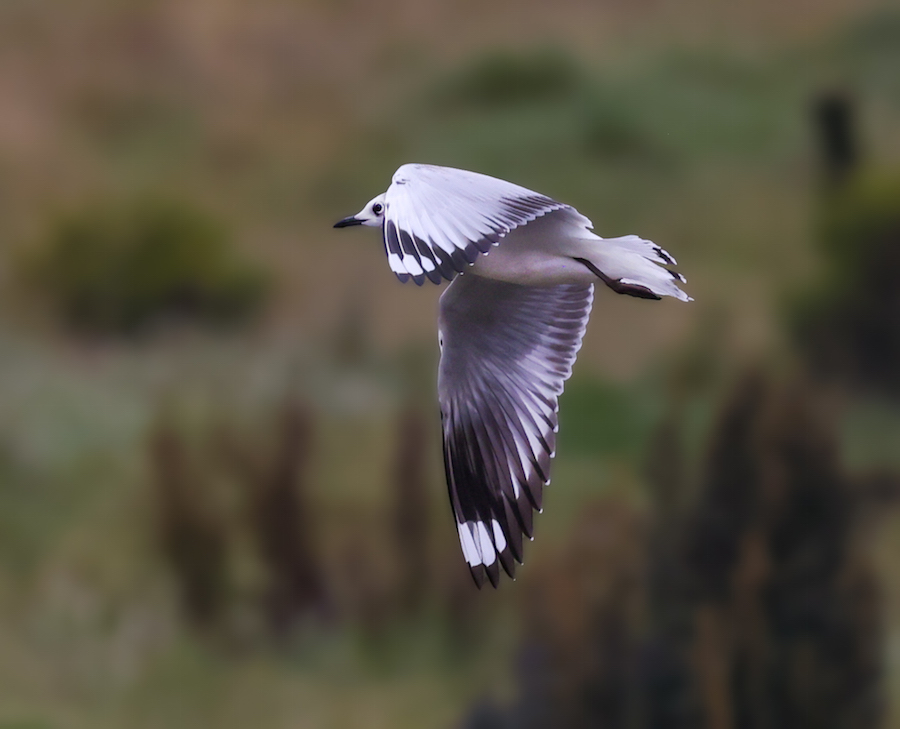 Andean Gull