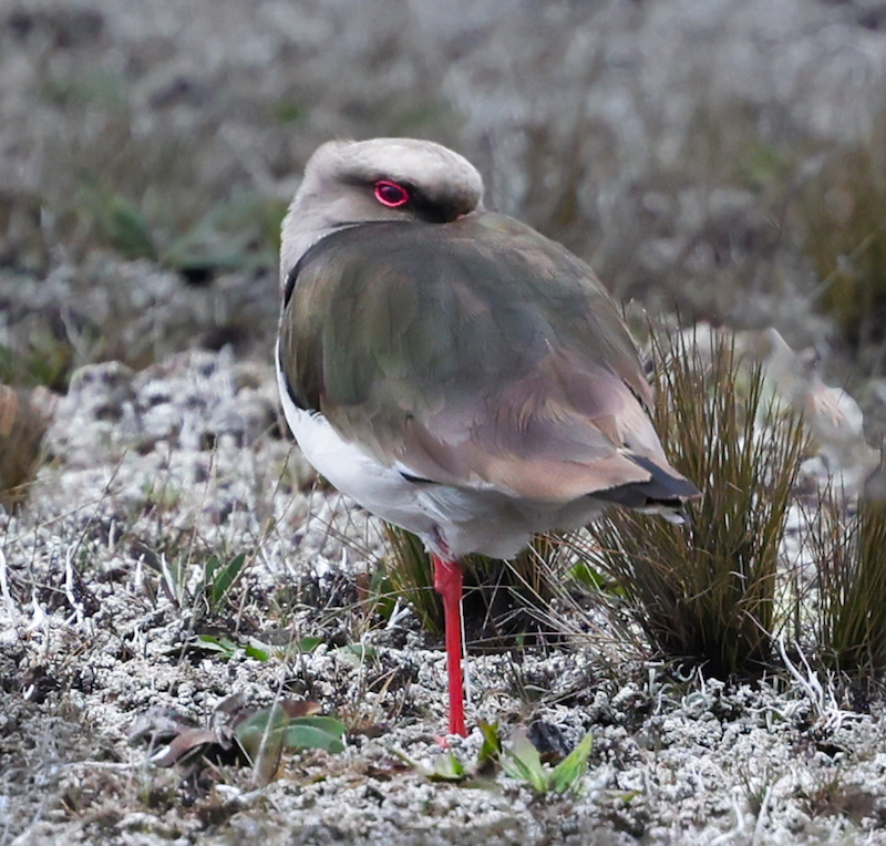 Andean Lapwing