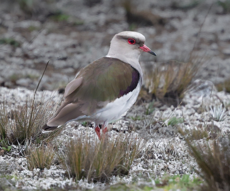 Andean Lapwing