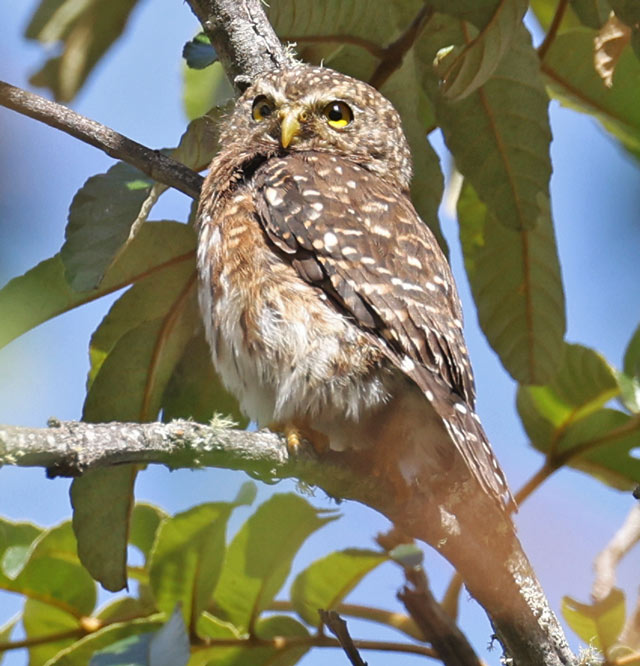 Andean Pygmy-owl