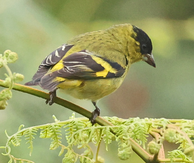 Andean Siskin