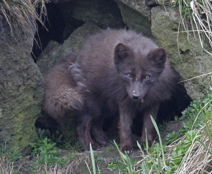 Arctic Fox photo 3