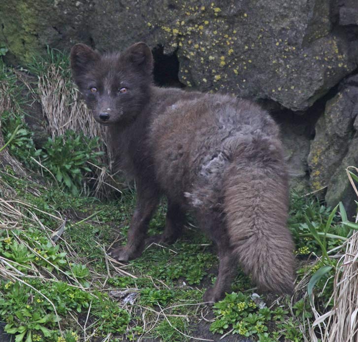 Arctic Fox photo 2