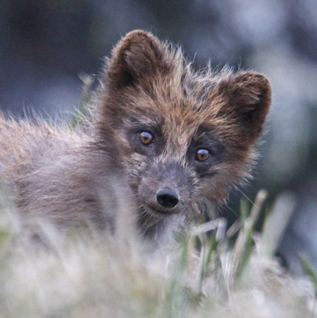 Arctic Fox photo 1