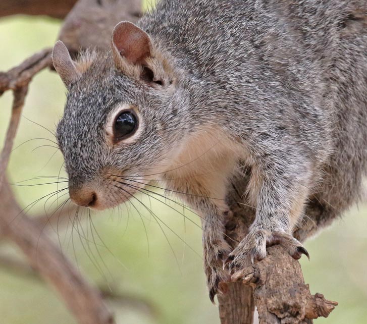 Arizona Gray Squirrel